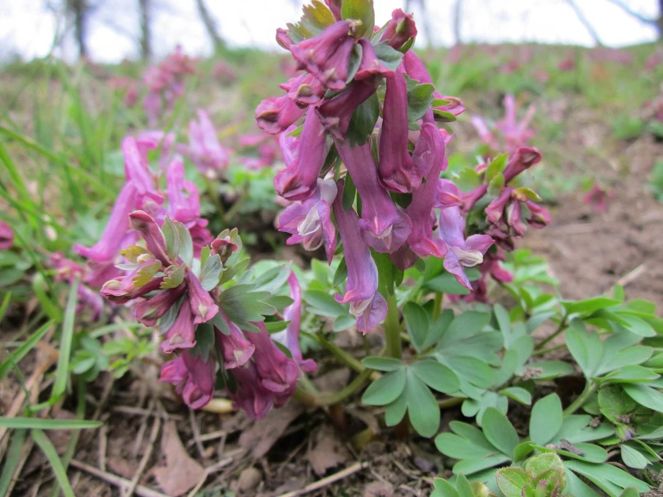 Corydalis solida <br>FUMEWORT - Image 3