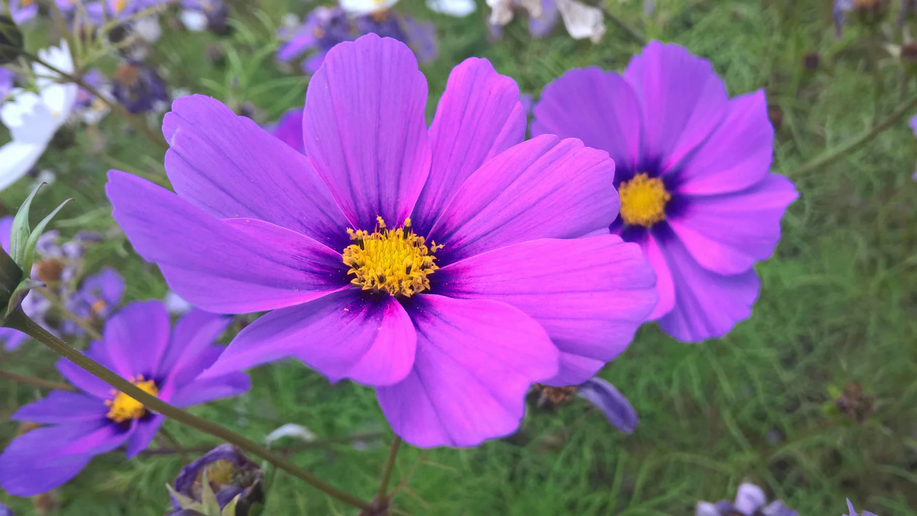 Cosmos bipinnatus <br>COSMOS 'SONATA PURPLE'