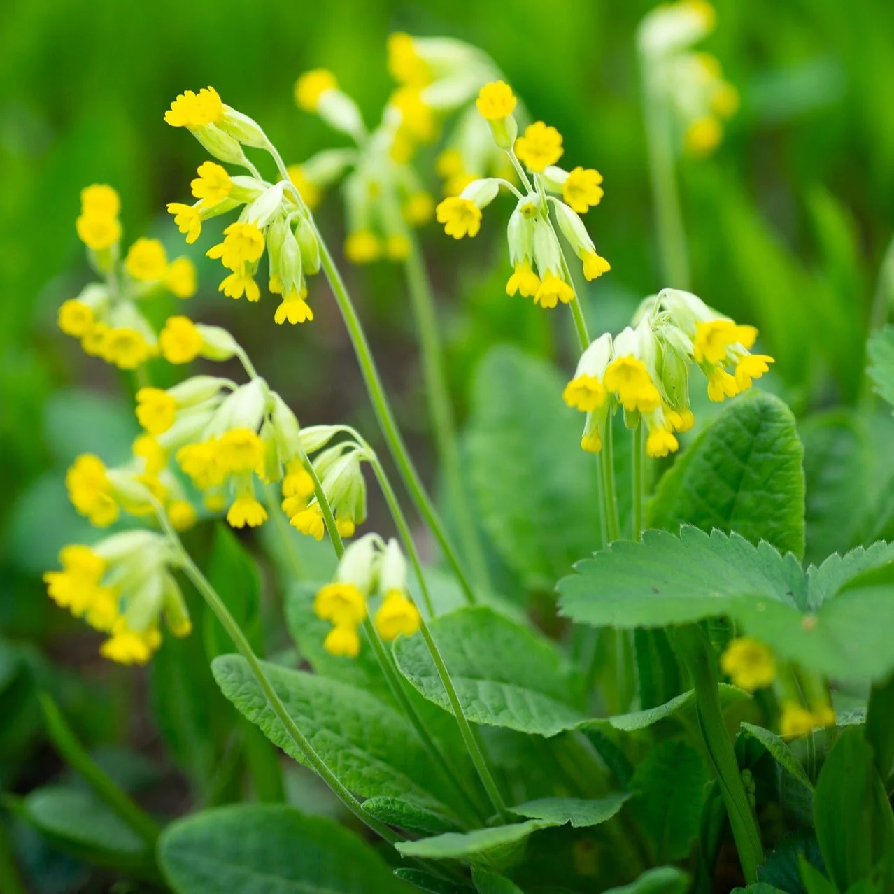 Primula veris <br>COWSLIP PRIMROSE - Image 2