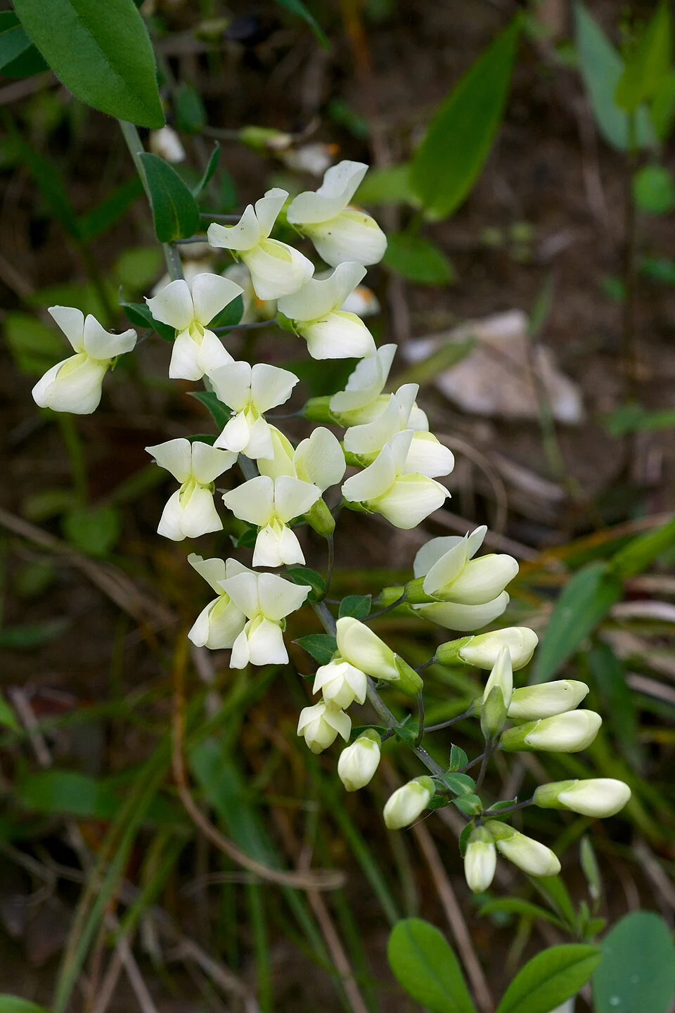 Baptisia bracteata <br>CREAM WILD INDIGO