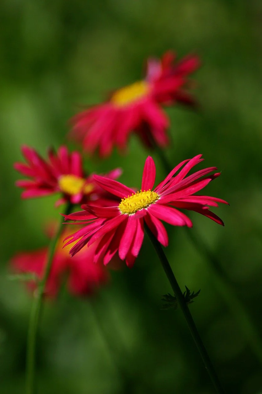 Chrysanthemum tanacetum <br>CRIMSON RED PAINTED DAISY