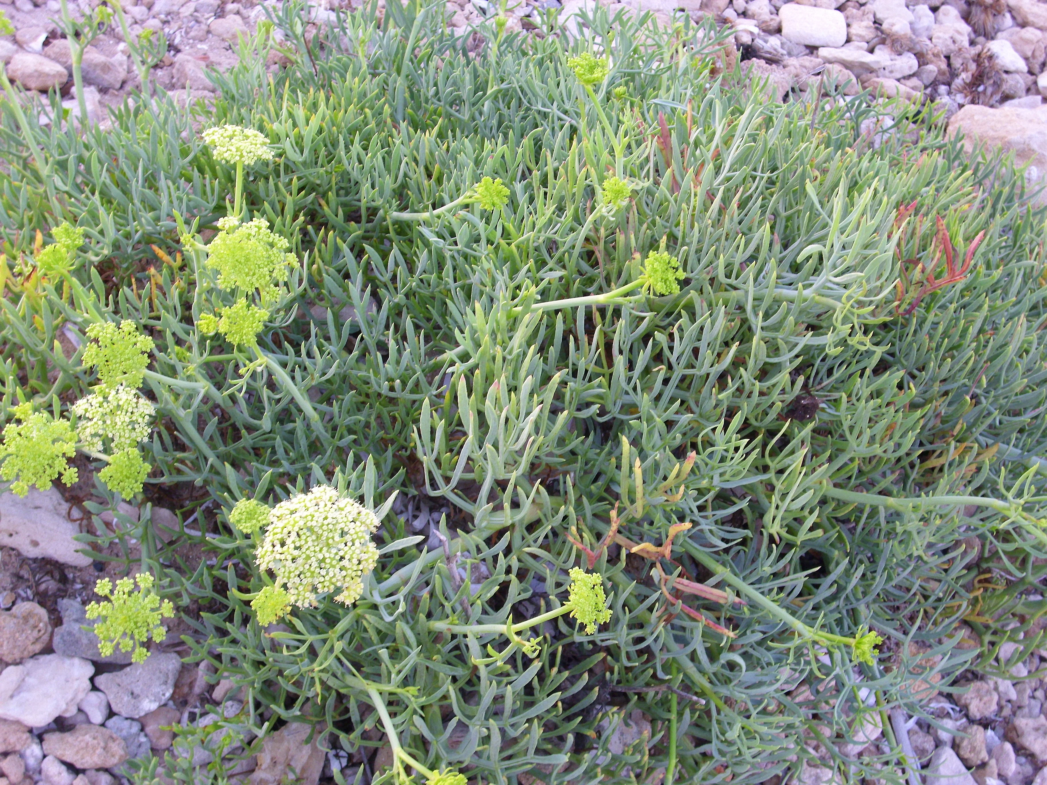 Crithmum maritimum <br>ROCK SAMPHIRE, SEA SAMPHIRE, SEA FENNEL - Image 2