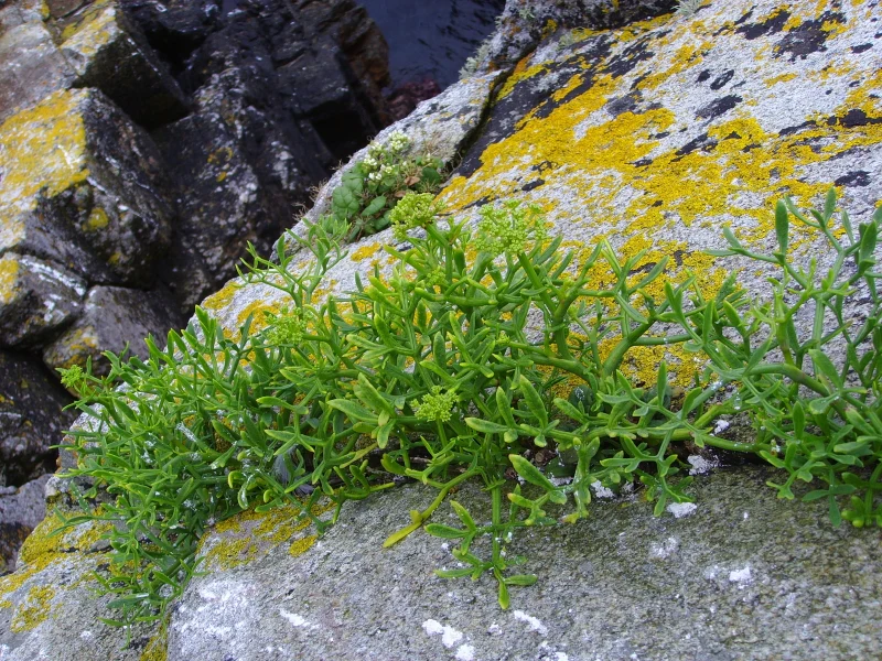 Crithmum maritimum <br>ROCK SAMPHIRE, SEA SAMPHIRE, SEA FENNEL - Image 3