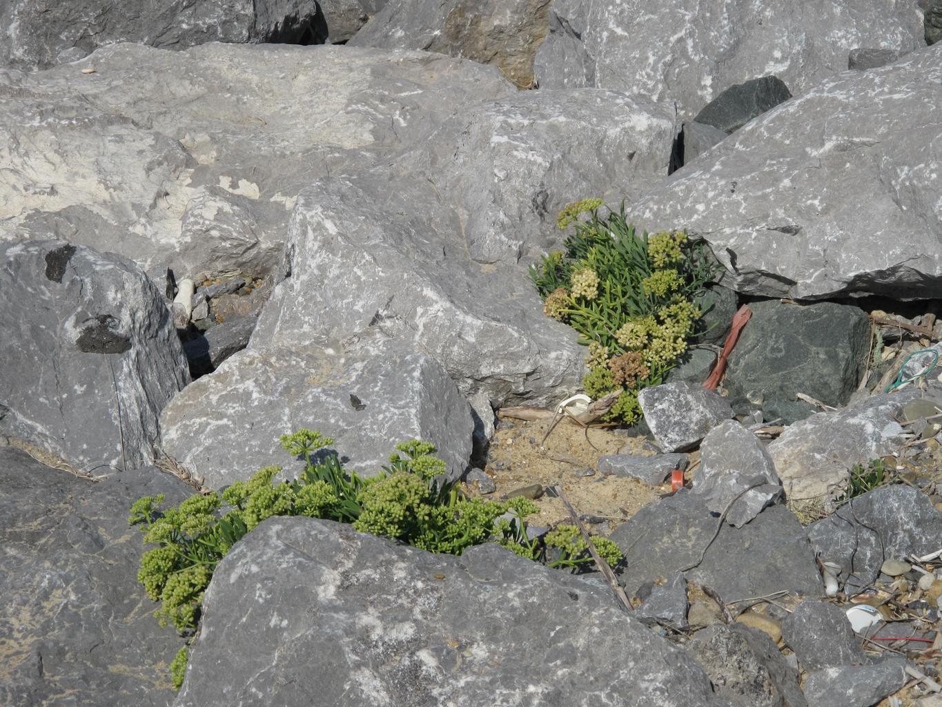 Crithmum maritimum <br>ROCK SAMPHIRE, SEA SAMPHIRE, SEA FENNEL - Image 4