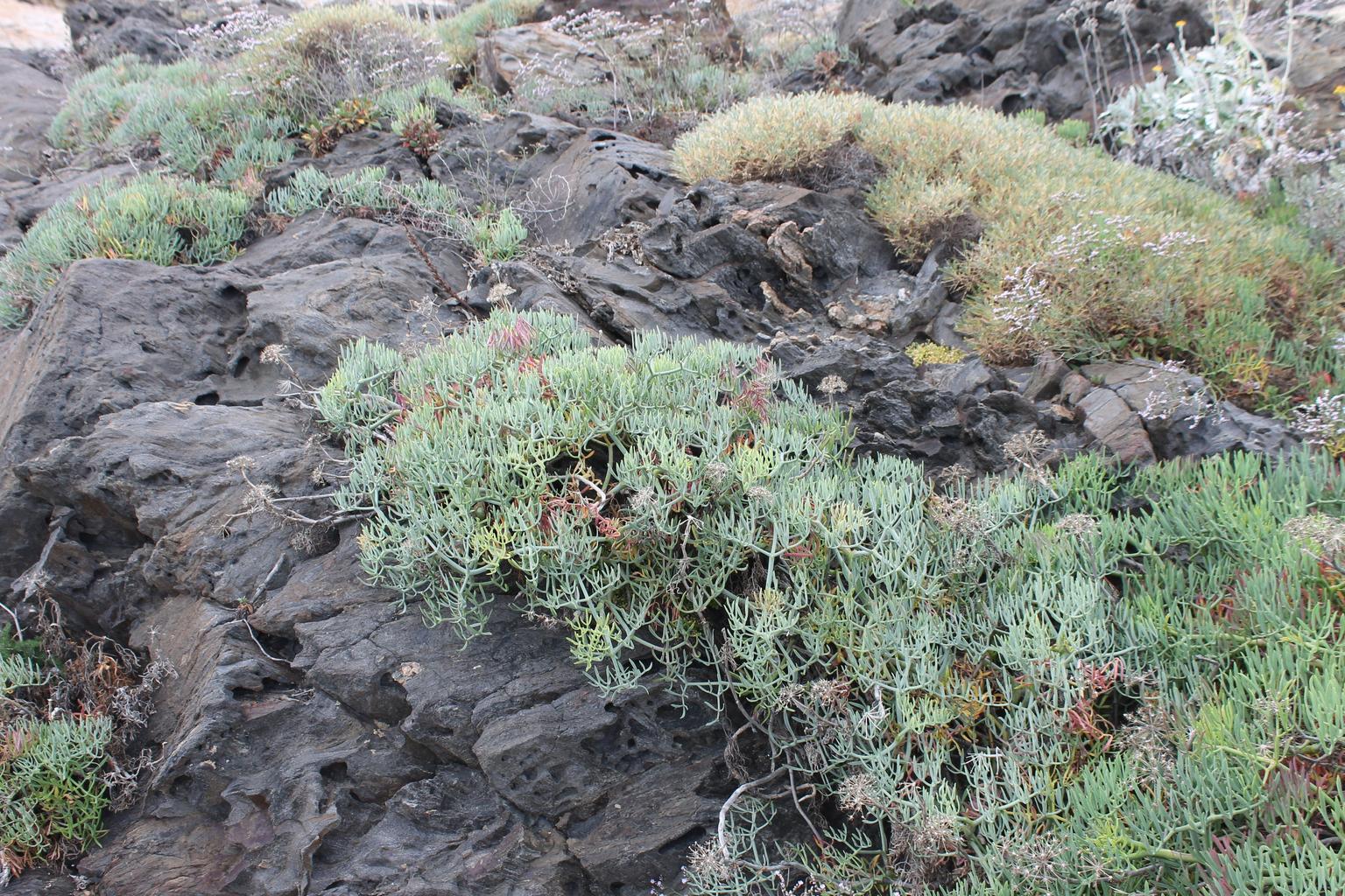 Crithmum maritimum <br>ROCK SAMPHIRE, SEA SAMPHIRE, SEA FENNEL - Image 5