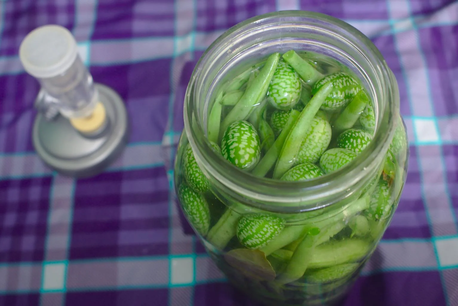 Melothria scabra <br>CUCAMELON, MOUSE MELON