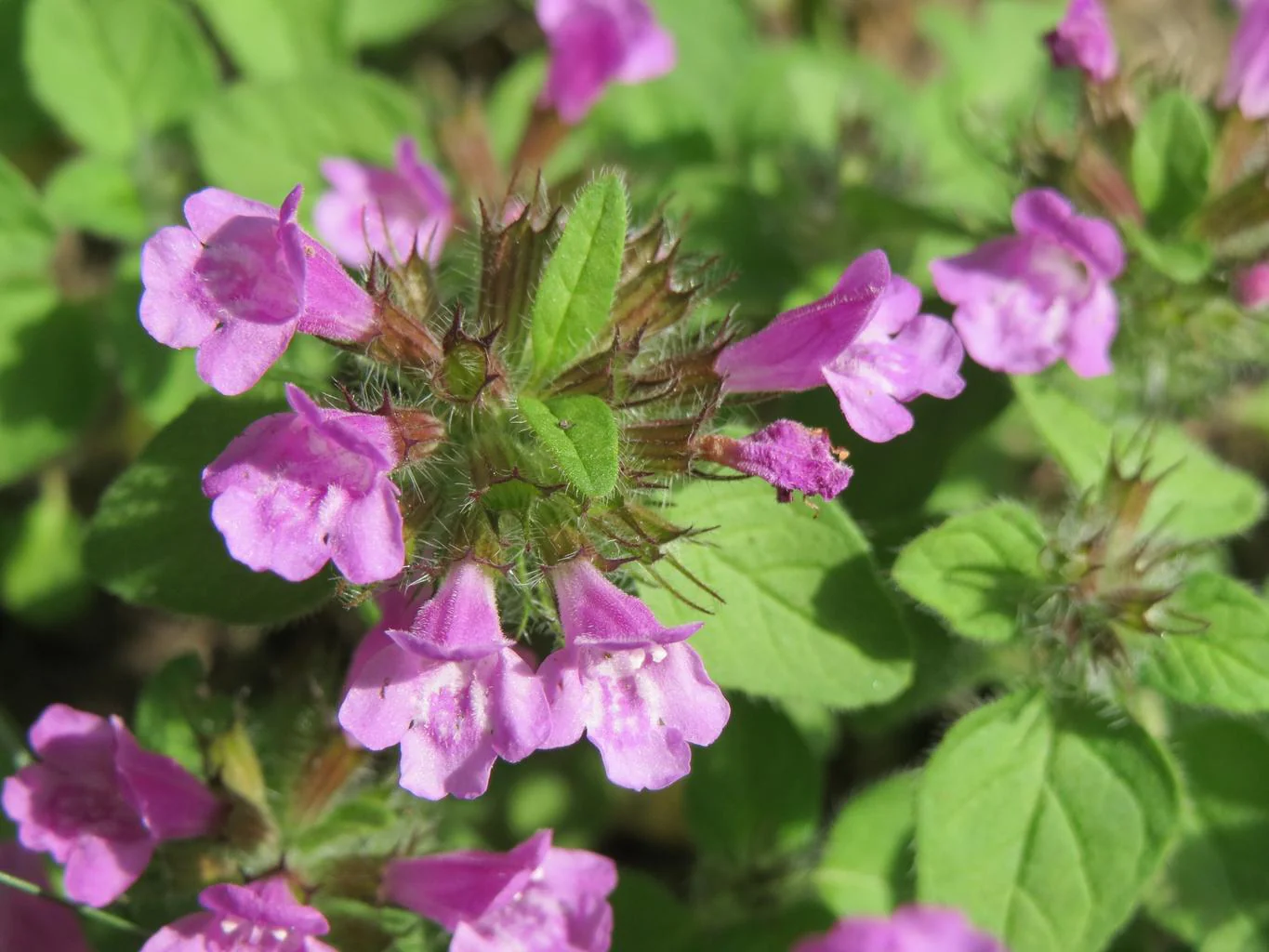Clinopodium vulgare <br>WILD BASIL, CUSHION CALAMINT