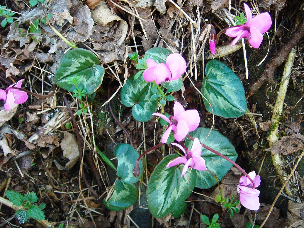 Cyclamen coum <br>PATTERN LEAF CYCLAMEN RED