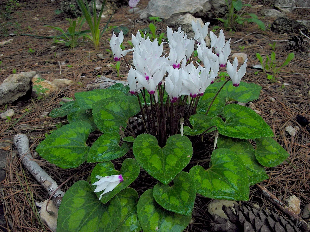 Cyclamen <br>HARDY CYCLAMEN SPECIES MIX - Image 11