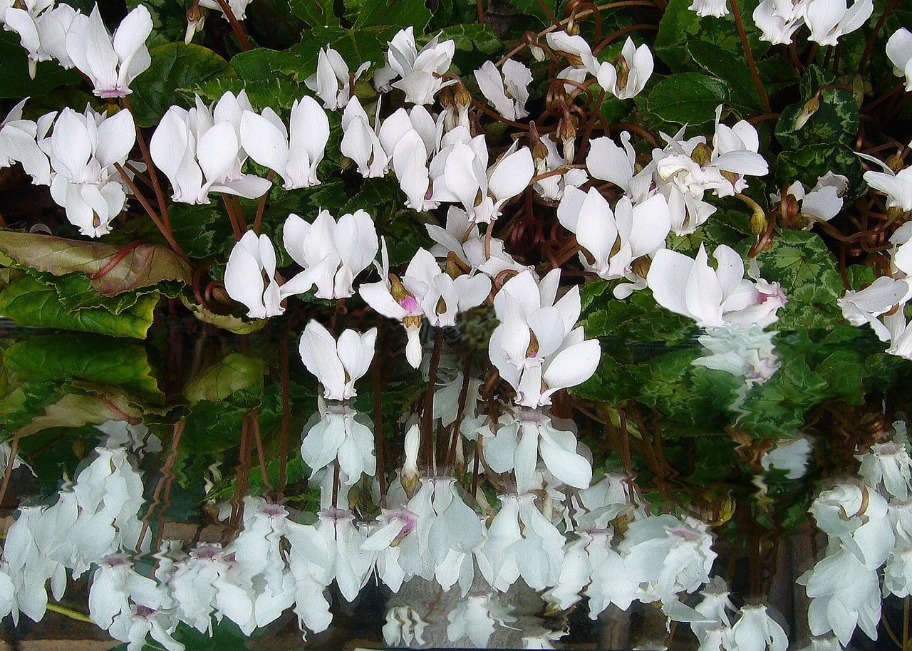 Cyclamen <br>HARDY CYCLAMEN SPECIES MIX - Image 8