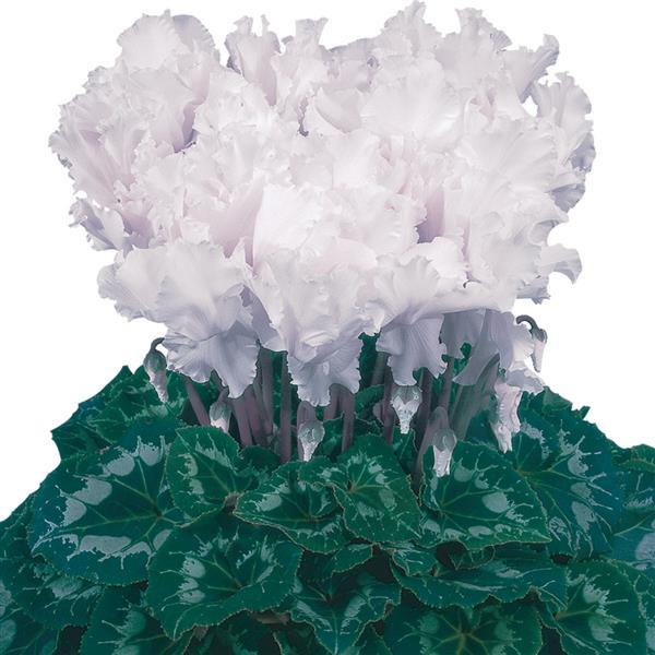 Cyclamen persicum <br>CURLY WHITE CYCLAMEN.