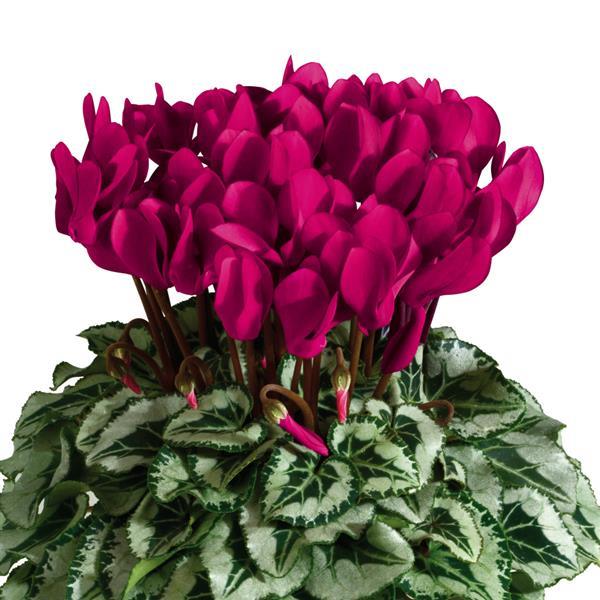 Cyclamen persicum <br>DEEP MAGENTA SILVERLEAF CYCLAMEN