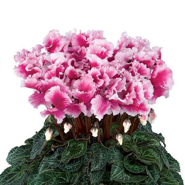 Cyclamen persicum <br>FRIOLA MAGENTA CYCLAMEN