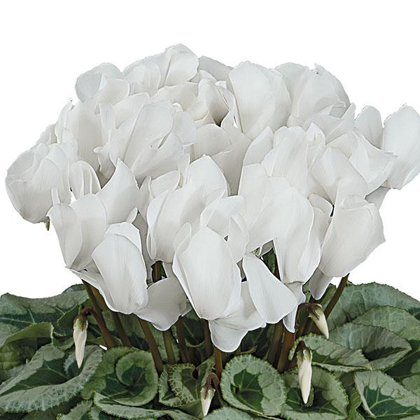 Cyclamen persicum <br>WHITE SILVERLEAF CYCLAMEN - Image 2
