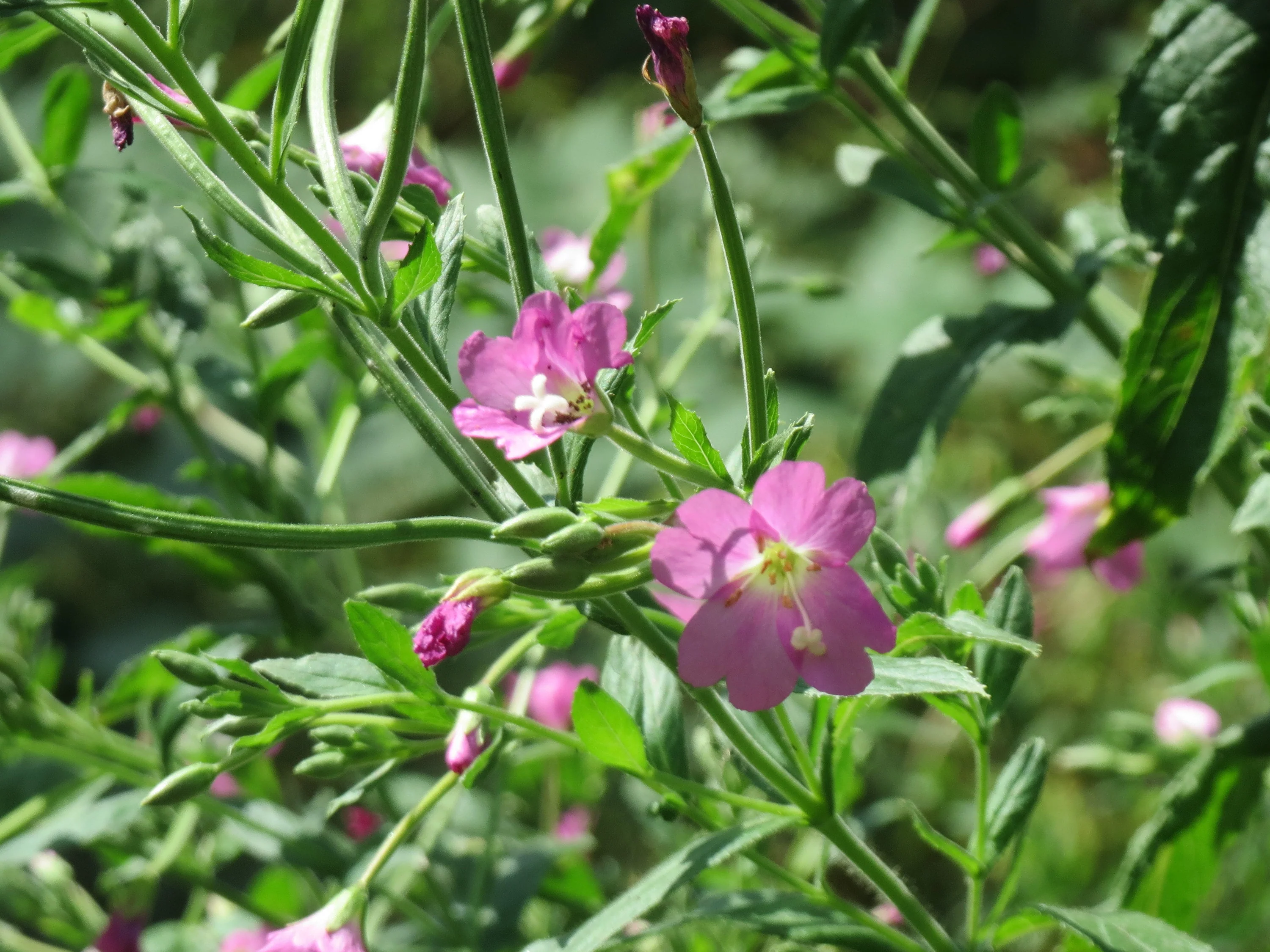 Epilobium hirsutum <br>WILLOWHERB