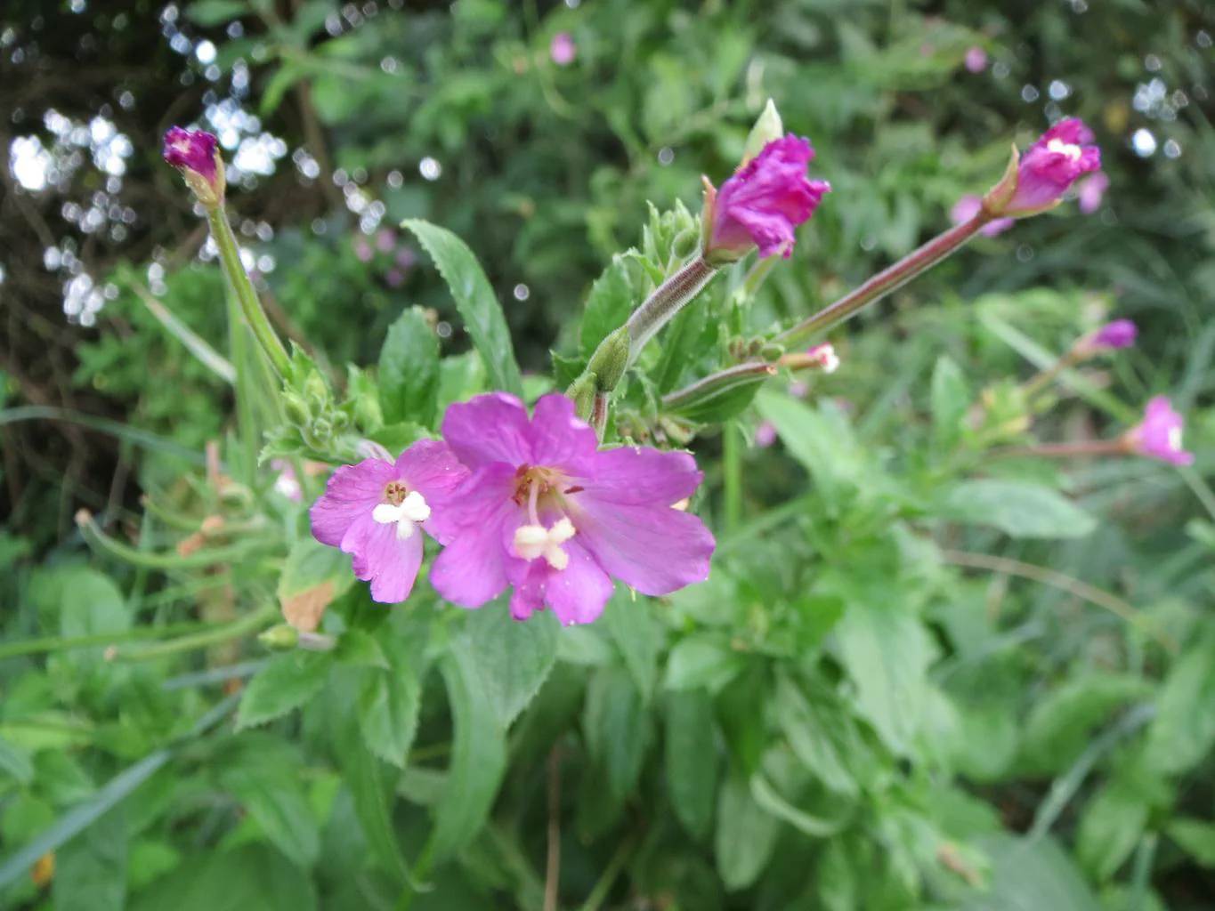 Epilobium hirsutum <br>WILLOWHERB - Image 2