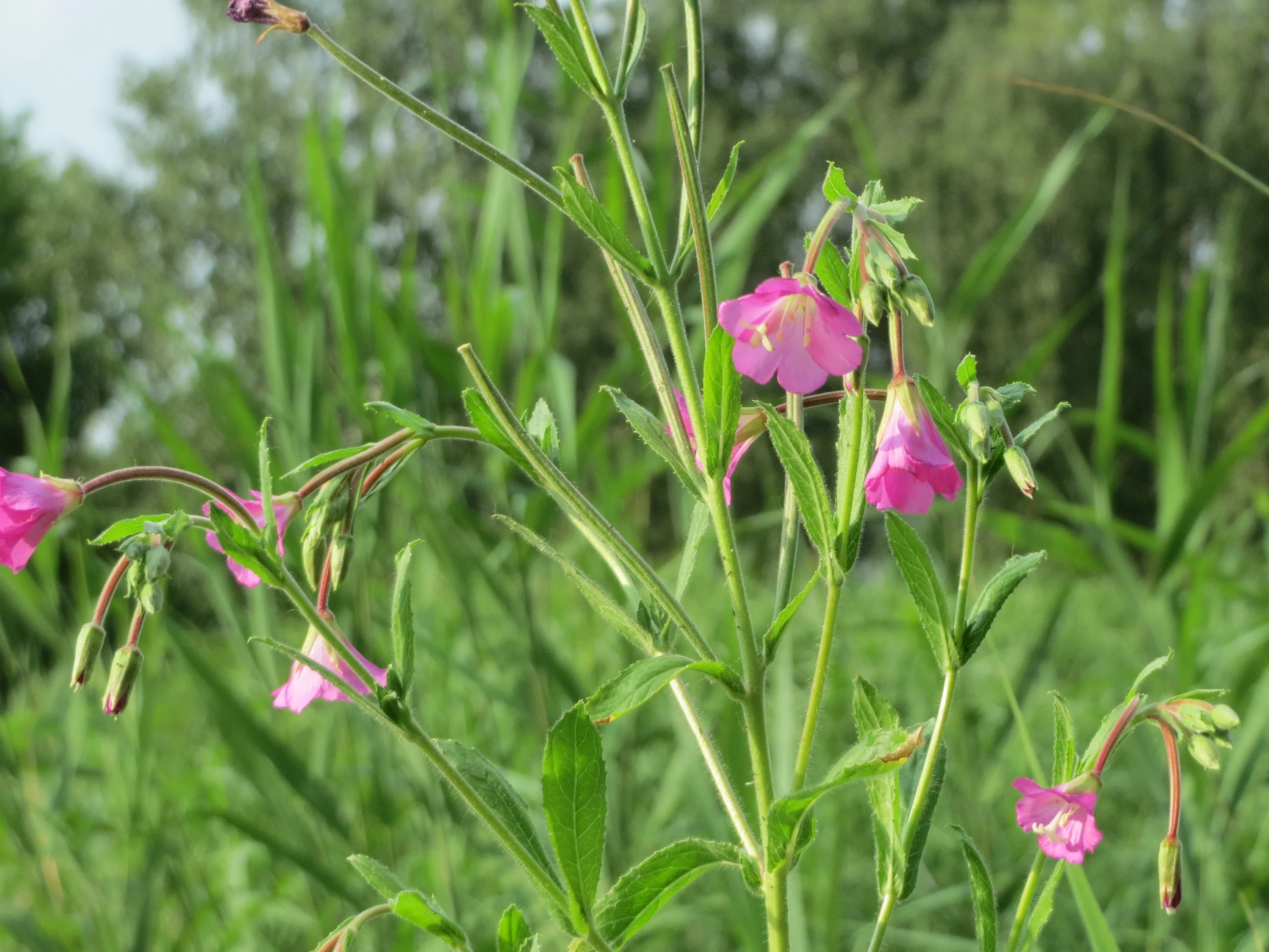 Epilobium hirsutum <br>WILLOWHERB - Image 3