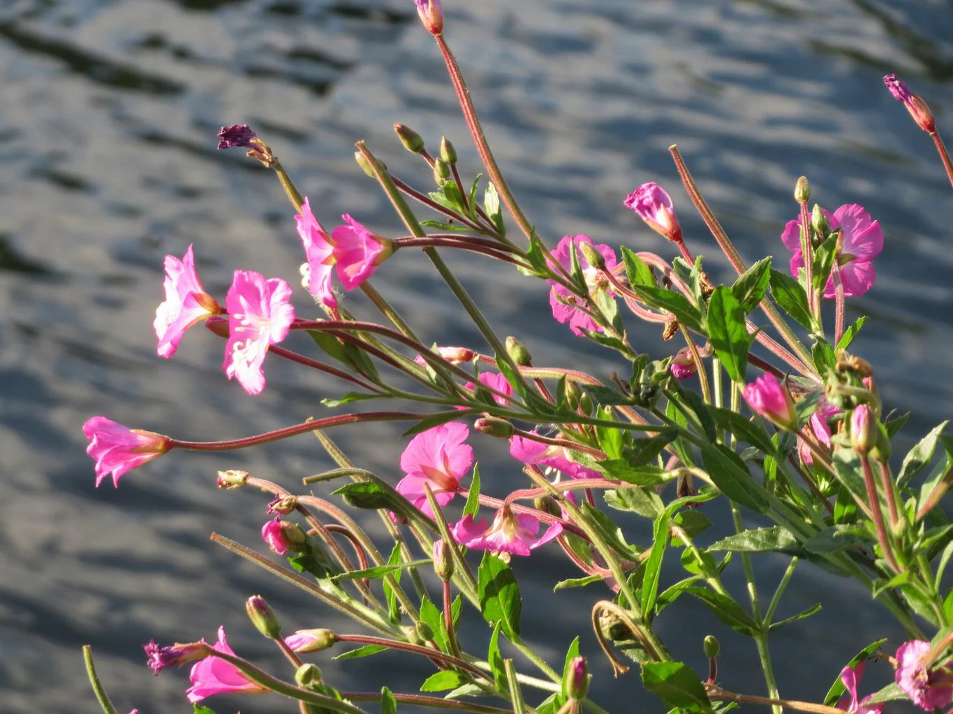 Epilobium hirsutum <br>WILLOWHERB - Image 4