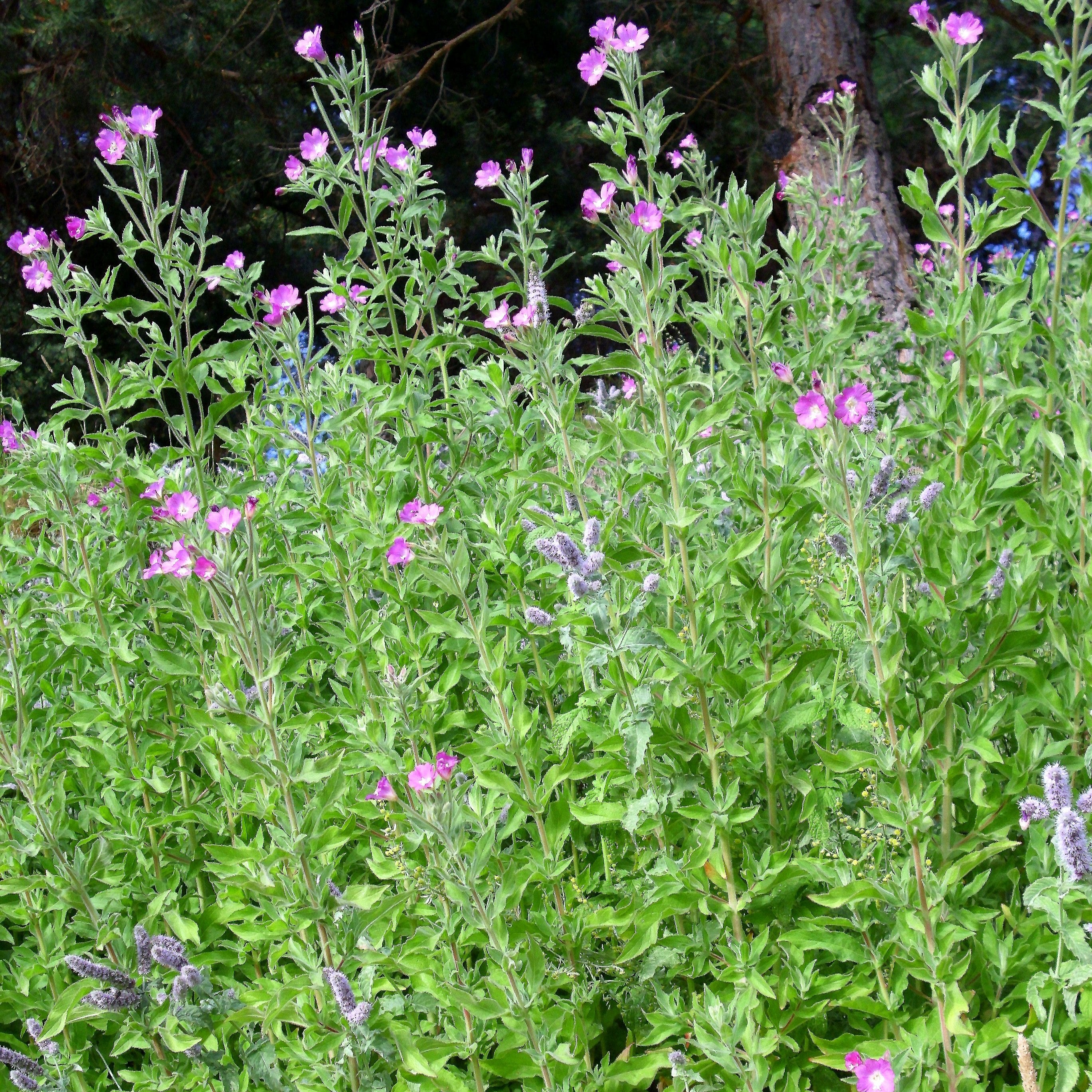 Epilobium hirsutum <br>WILLOWHERB - Image 5