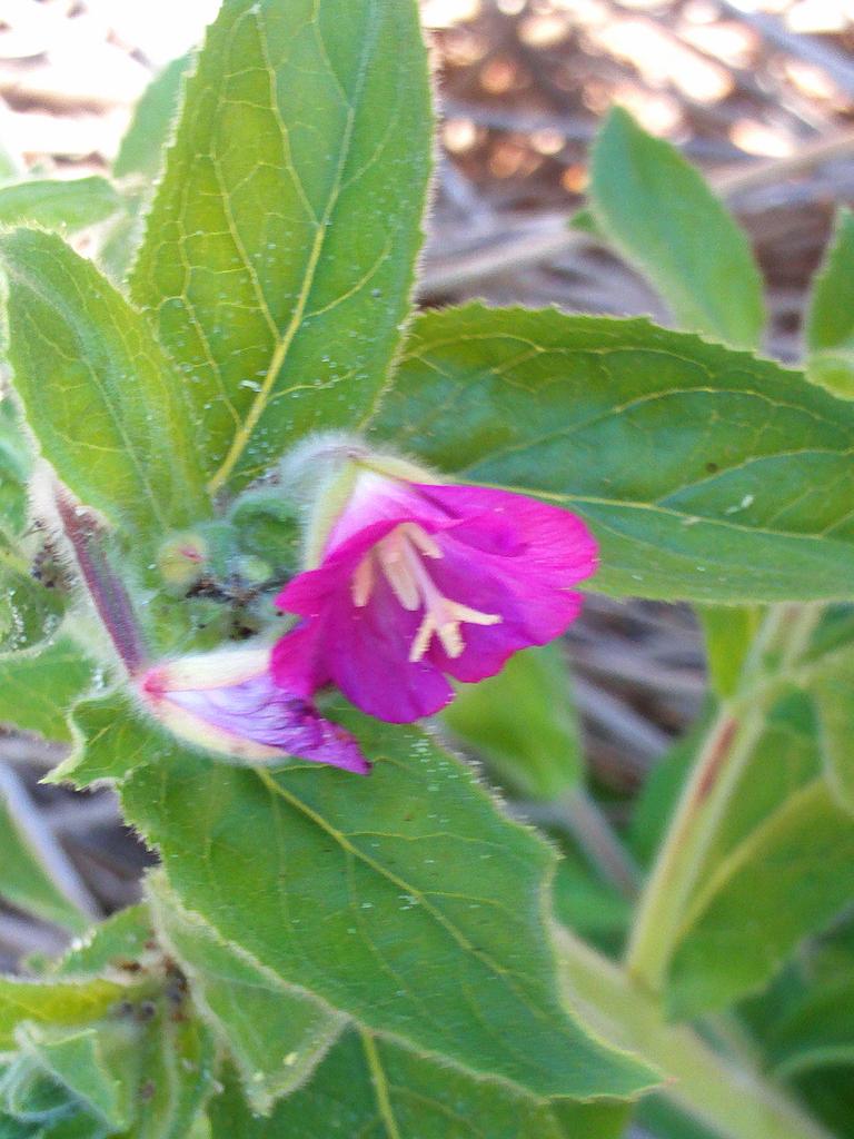Epilobium hirsutum <br>WILLOWHERB - Image 6