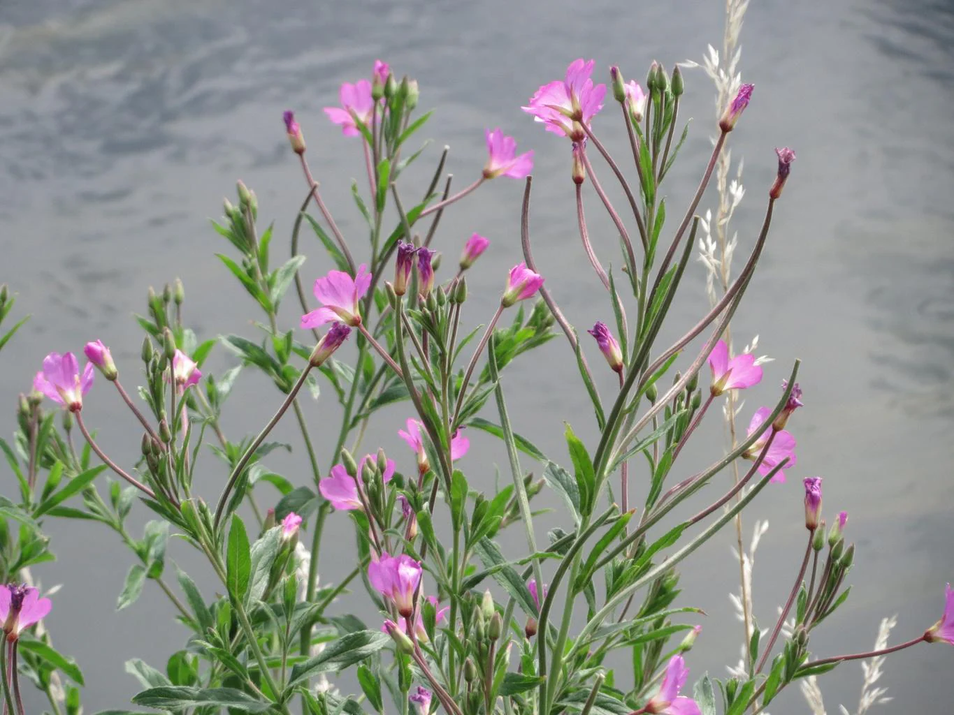 Epilobium hirsutum <br>WILLOWHERB - Image 7