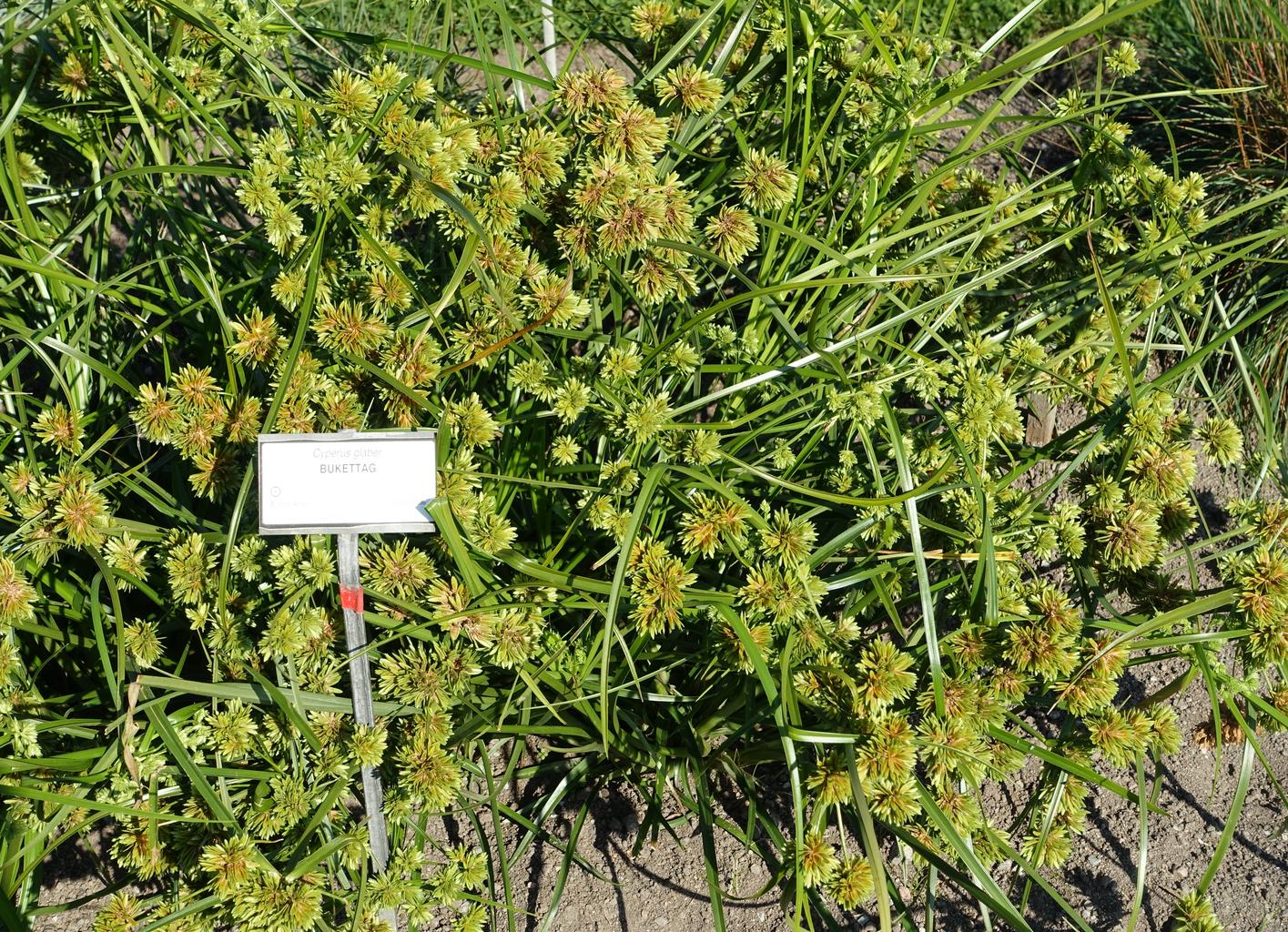 Cyperus glaber <br>EGYPTIAN PAPER GRASS.