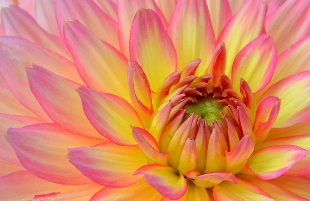 Dahlia <br>DWARF DAHLIA