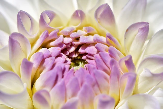 Dahlia <br>DWARF DAHLIA - Image 10
