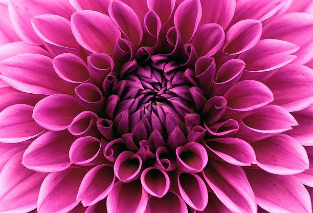 Dahlia <br>DWARF DAHLIA - Image 11