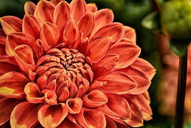 Dahlia <br>DWARF DAHLIA - Image 12