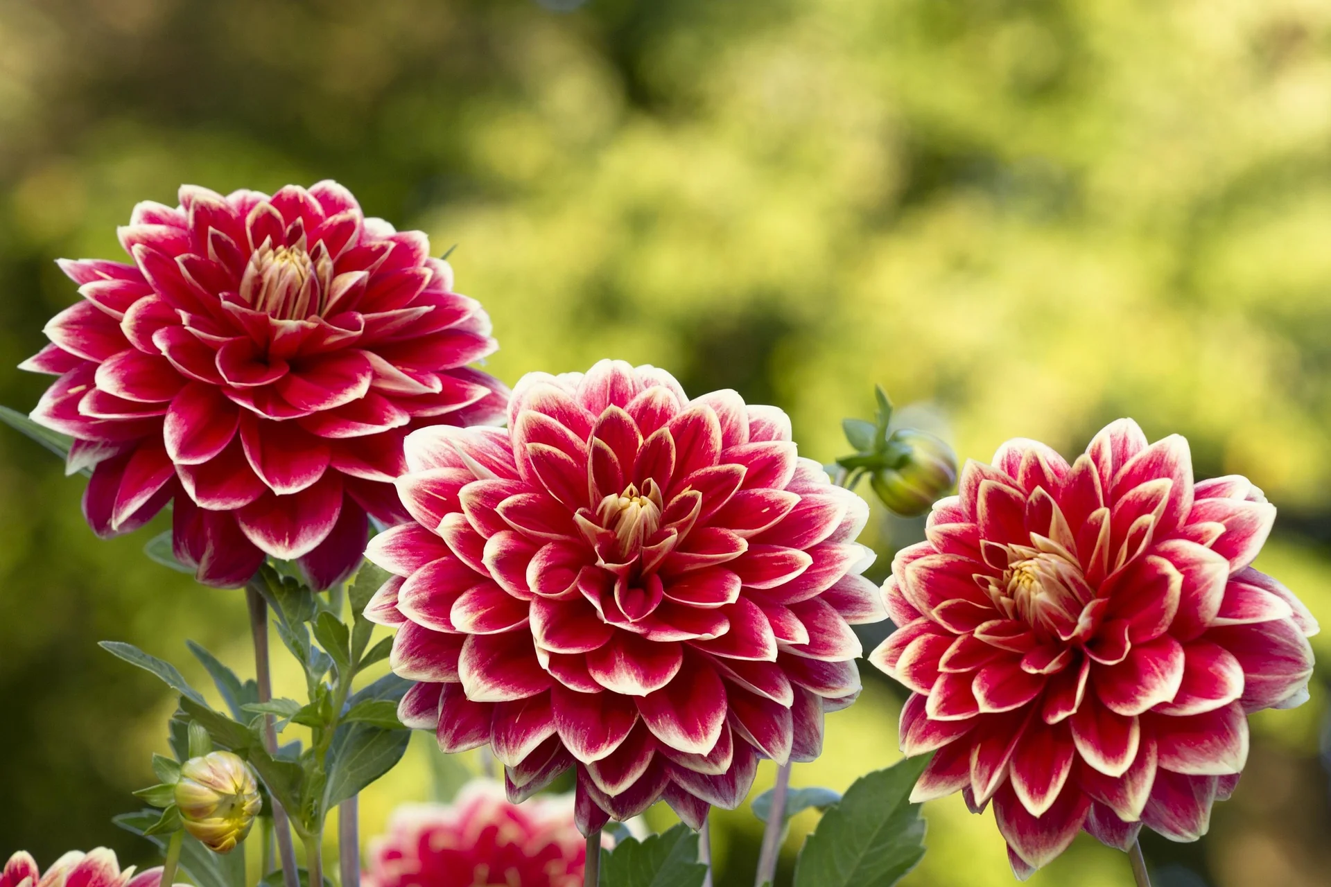 Dahlia <br>DWARF DAHLIA - Image 2