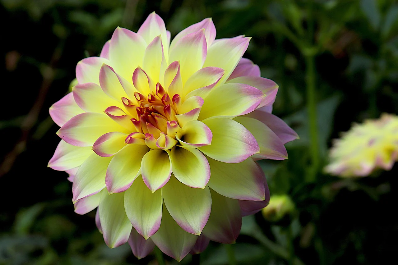 Dahlia <br>DWARF DAHLIA - Image 3