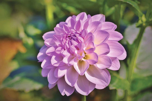 Dahlia <br>DWARF DAHLIA - Image 4
