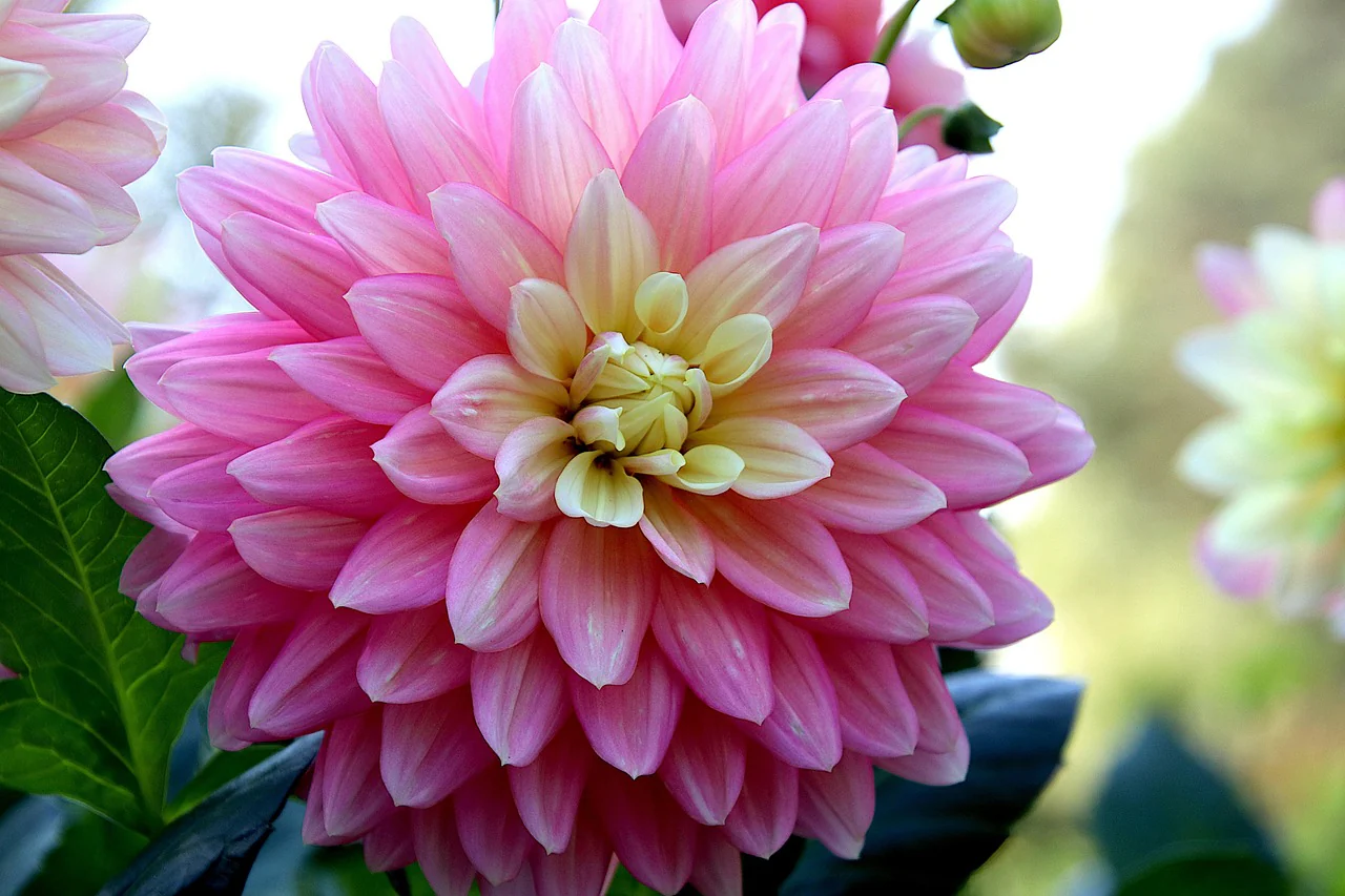 Dahlia <br>DWARF DAHLIA - Image 5
