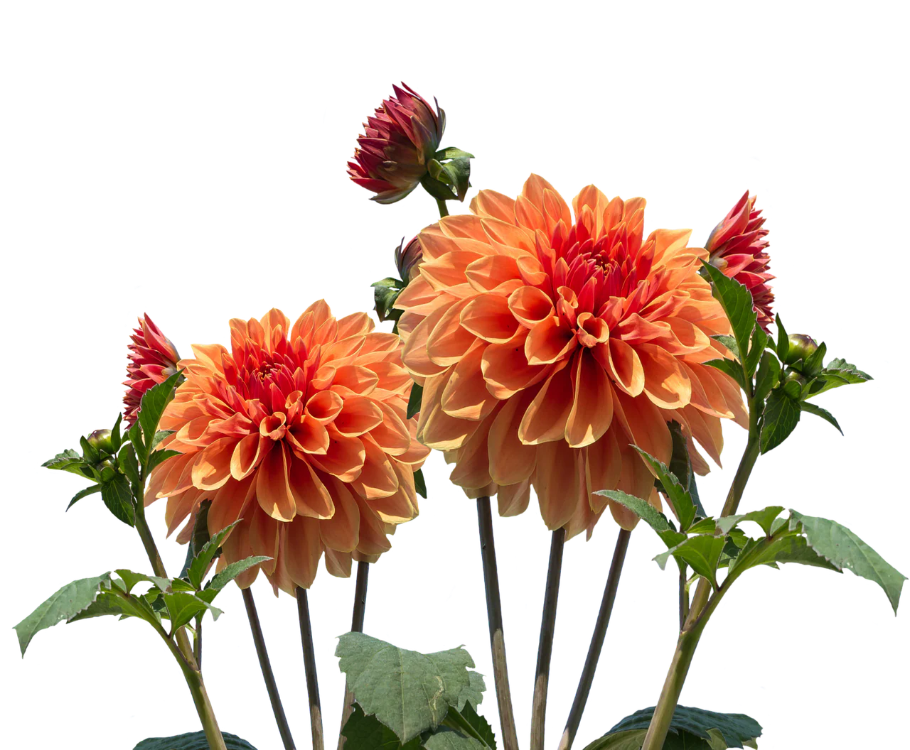 Dahlia <br>DWARF DAHLIA - Image 6