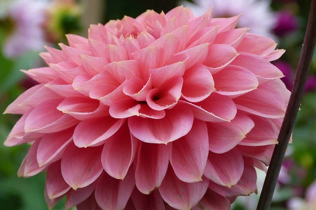 Dahlia <br>DWARF DAHLIA - Image 7
