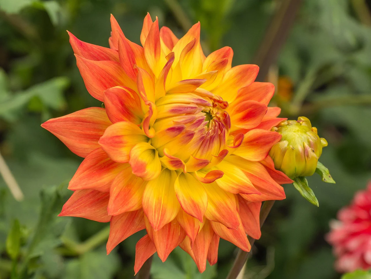 Dahlia <br>DWARF DAHLIA - Image 8