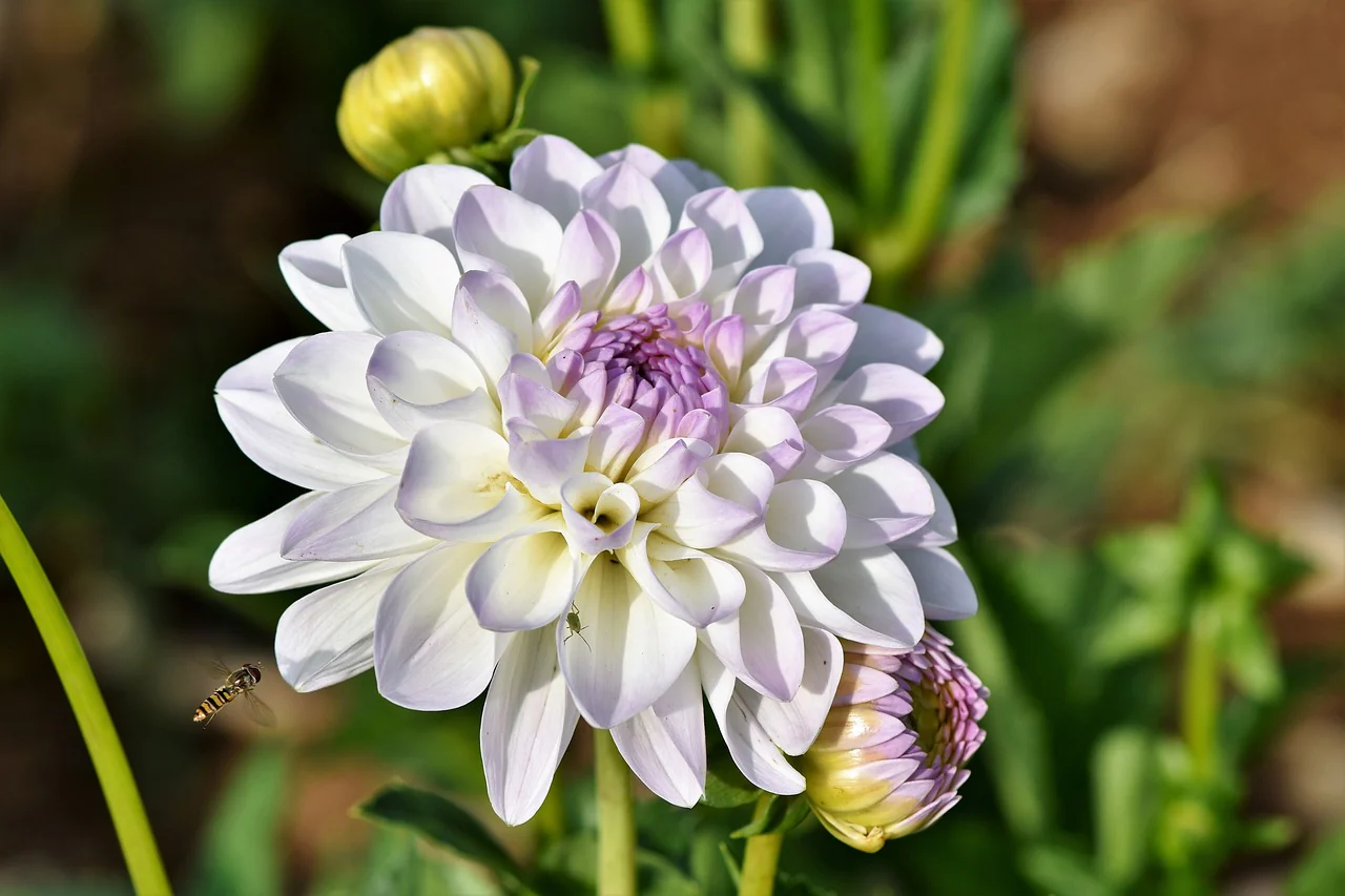 Dahlia <br>DWARF DAHLIA - Image 9