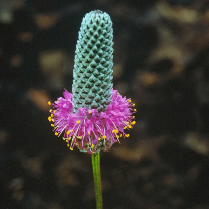 Dalea purpureum <br>PRAIRIE CLOVER