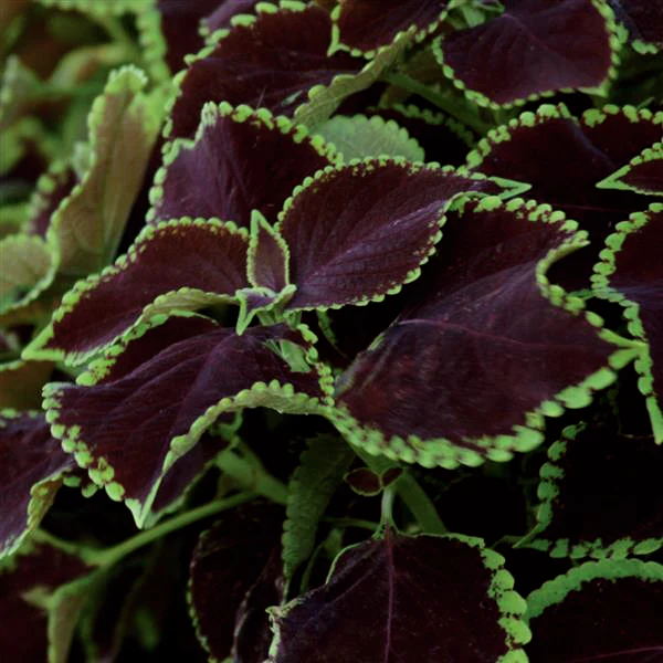 Coleus blumei <br>COLEUS 'CHOCOLATE MINT' - Image 2