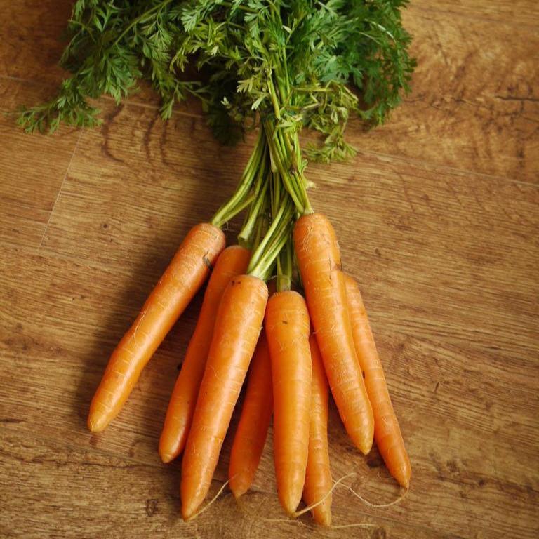 Daucus carota <br>CHANTENAY CARROT