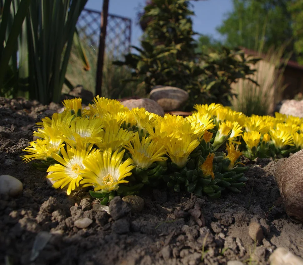 Delosperma congestum <br>ICE PLANT YELLOW GOLD NUGGET - Image 2