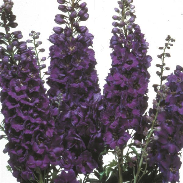 Delphinium <br>DELPHINIUM FOUNTAINS DARK BLUE WITH DARK BEE