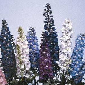 Delphinium elatum <br>DELPHINIUM MAGIC FOUNTAIN MIX - Image 3