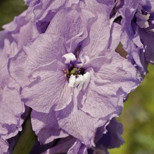Delphinium elatum <br>DELPHINIUM PACIFIC GIANTS GUINEVERE - Image 2