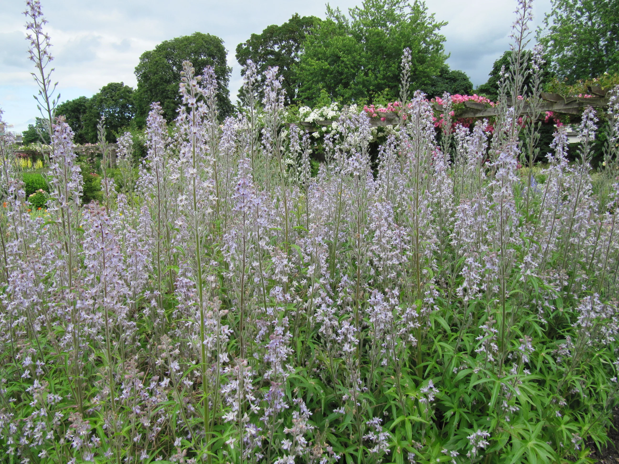 Delphinium requienii <br>REQUIN'S LARKSPUR