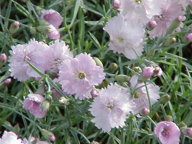Dianthus gratianopolitanus <br>CHEDDAR PINK - Image 2