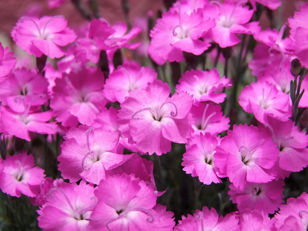 Dianthus gratianopolitanus <br>CHEDDAR PINK - Image 3