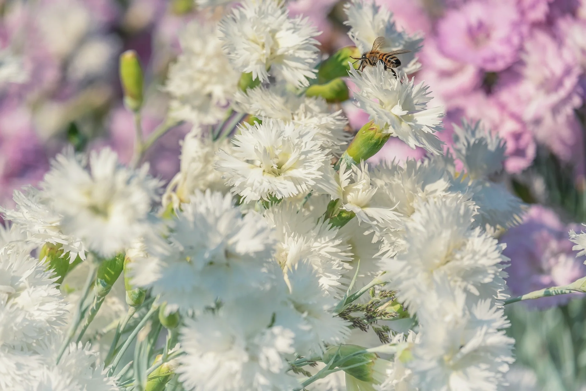 Dianthus plumarius alba <br>COTTAGE PINKS WHITE-FORM