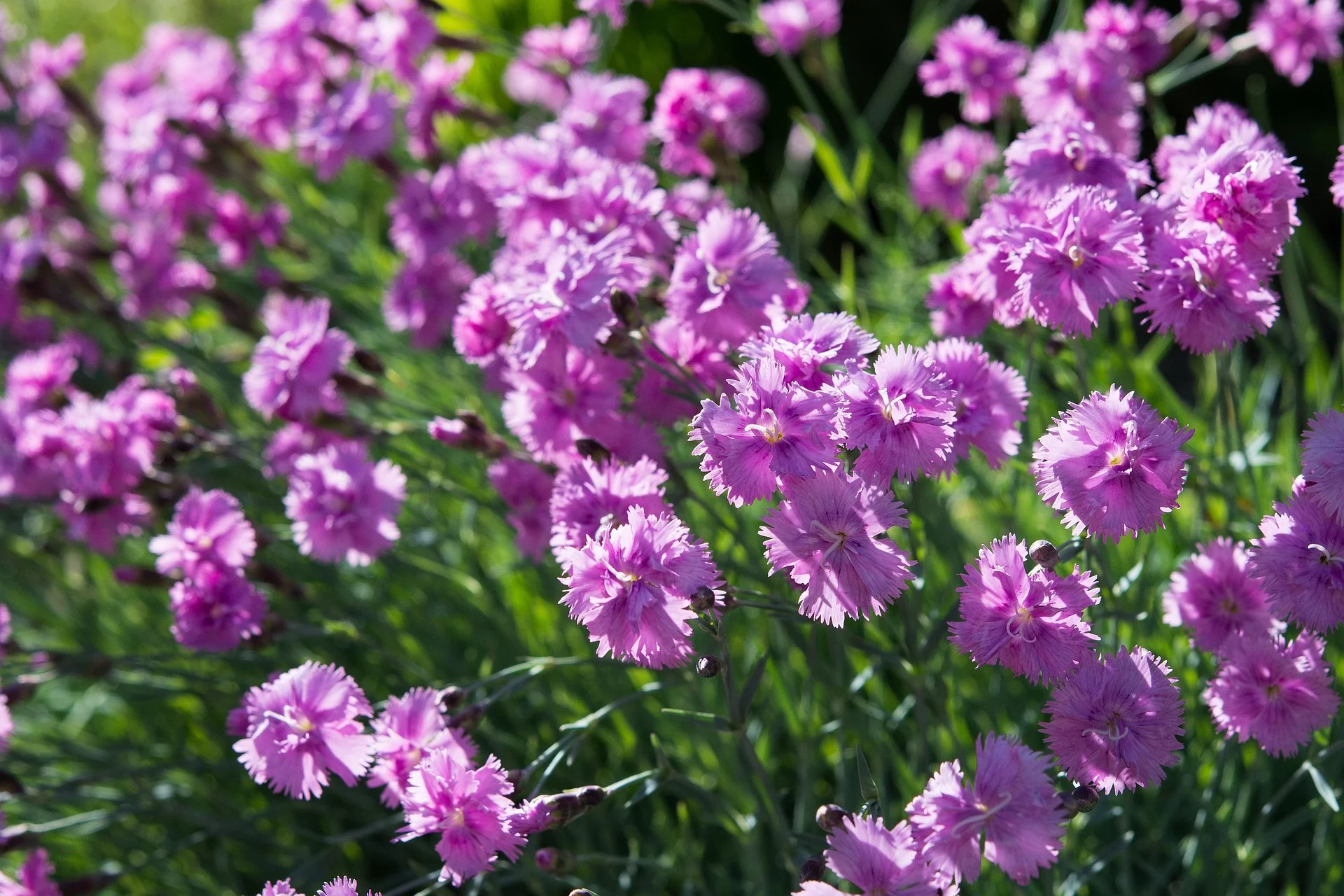 Dianthus plumarius roseus <br>DIANTHUS DOUBLE PINK, COTTAGE PINKS - Image 2